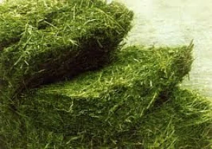 Alfalfa Grass