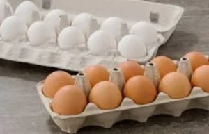 High Quality White and Brown Eggs