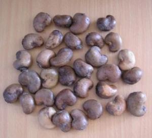 Raw cashew nut summer season from Cambodia's highland