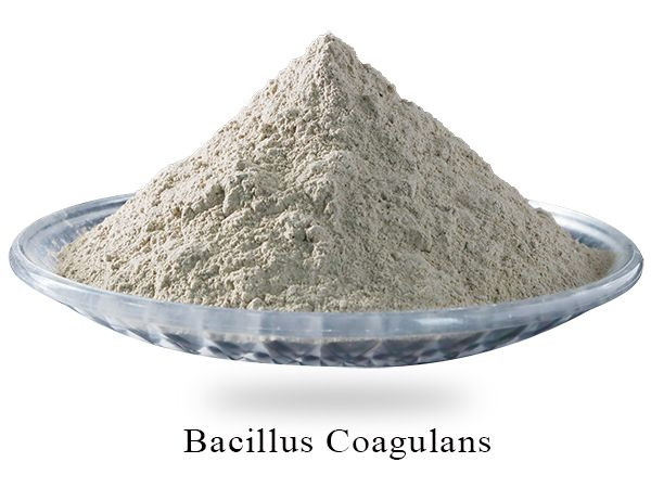 Buy Bacillus Coagulans (b. Coagulans) From Hubei Horwath Biotechnology ...