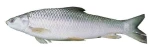 Mrigel Fish