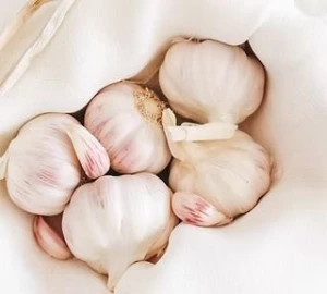 Premium Fresh Garlic Supplier – Whole, Peeled & Export Quality
