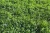 Import Alfalfa Grass from Pakistan