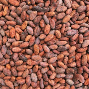 Raw Dried Cocoa Beans