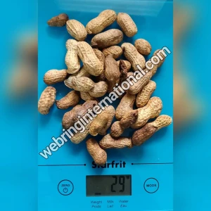 Peanuts / GROUNDNUTS IN SHELL