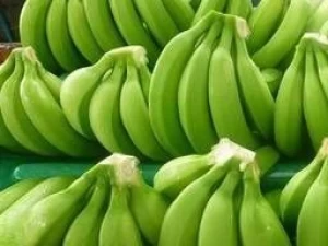 Fresh Cavendish Banana - 100% High Quality Green Fresh Cavendish Banana
