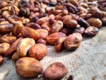 Premium Cocoa Beans