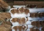 Palm Broom Stick