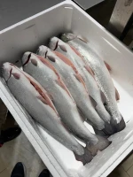 Salmon