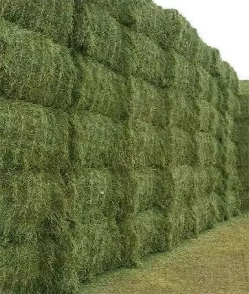 Green And Rodes Buy High Protein Rhodes Grass For Bulk Feeding With Fresh Aroma And ...