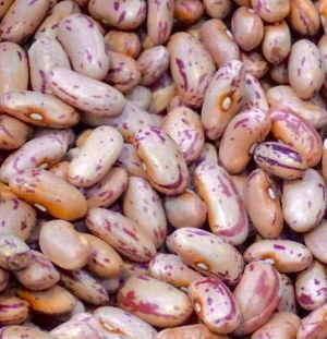 Red Speckled Sugar Beans