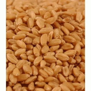 High quality south african Natural Wheat grain