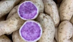 Okinawa sweet potato