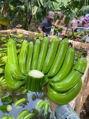 Green Banana