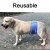 Import Male Dog Physiological Belt Anti Harassment Washable Reusable Dog Diapers - Belly Underwear Pet Sanitary Pants from China