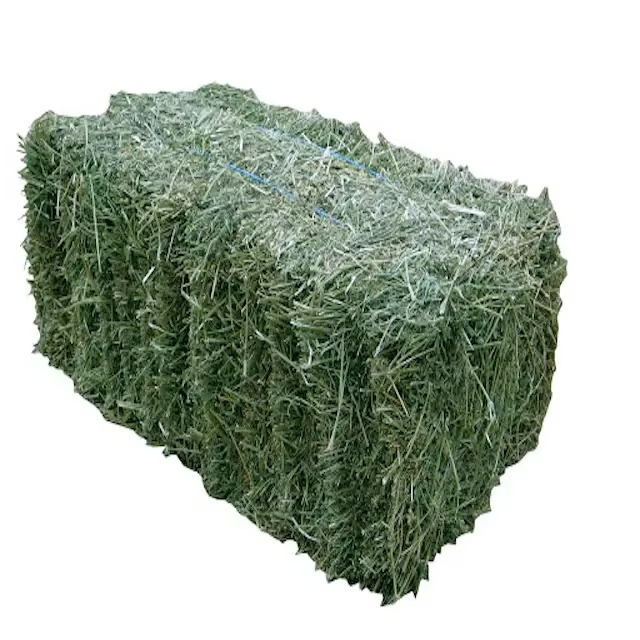 Green And Rodes Buy High Protein Rhodes Grass For Bulk Feeding With Fresh Aroma And ...