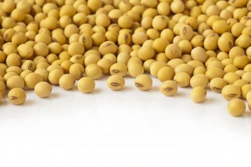 Soybean With High Quality