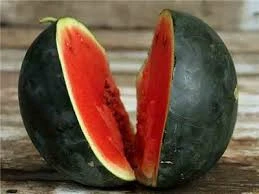 100% Matured Fresh Sweet Melons for export..