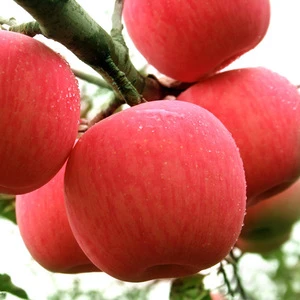2018 new fresh red apple fruit supplier