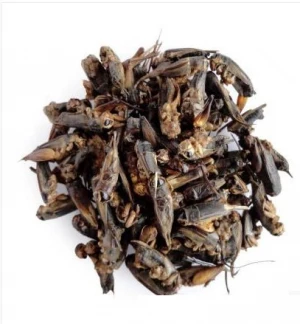 10030 Xi shuai High quality dry new wild whole oriental mole cricket dried gryllolaptaptidae for pet food
