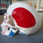 advanced medical supplies human anatomical skull with colored and painted muscle for medical university