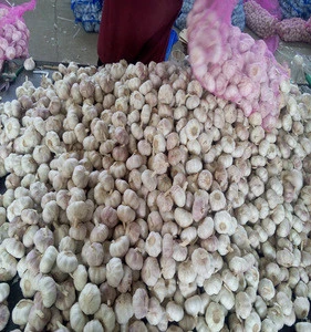 agricultural fresh vegetable fresh garlic 2016 crop