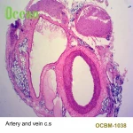 Artery and vein c.s  prepared microscope slides
