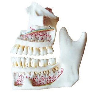 ASK-03(left side)-HannRu, Dental, bone model, practicing, Teaching Resources