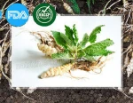 Authentic products of vegetable in Chinese artichoke ecological, haccp, iso, halal certification