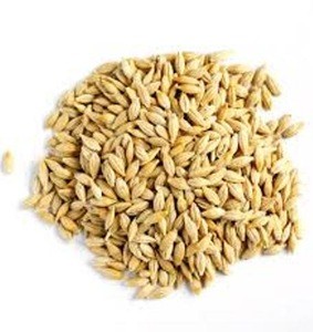 Barley Feed at Affordable Price