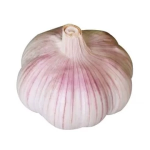 Best quality Fresh garlic and ginger products exporter