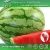 Import Better Health Water Melon Juice Powder And Liquid from China
