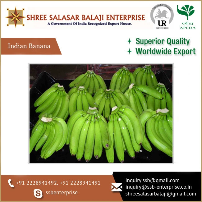 Biggest Dealer of Sub-Tropical Fruit Type Fresh Cavendish Bananas Used for Instant Energy