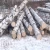 Import BIRCH WOOD LOGS FOR SALE from United Kingdom