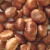 Import buy Top Grade Chest nuts, Inshell chestnut chestnut kennel raw fresh chestnuts from Belgium