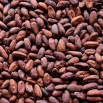 Cacao Beans ,Dried Criollo Cocoa Beans ,Organic Roasted Cacao Beans