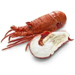 Certified Live Spiny Lobster / Frozen Spiny Lobster