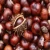 Import ChestNut  , Organic Sweet Yanshan Fresh Chest Nuts from Germany