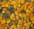 Import China supply fresh frozen diced pumpkin for sale from China