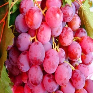 Chinese Crimson Grapes/Red Fresh grape