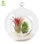 Import Clear glass vase hanging plant terrarium with black metal stand for air plants succelent from China