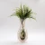 Import Competitive Price disposable plastic vase from China
