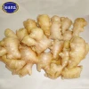 Competitive price fresh fat ginger with super quality