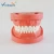 Import Dental Supplies Teeth Missing Model with 32 pcs/set from China
