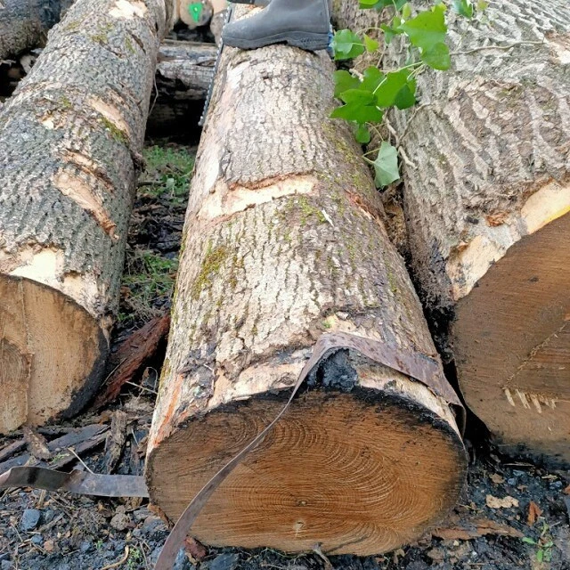 europe wood birch ash sawn logs citi timber pine log