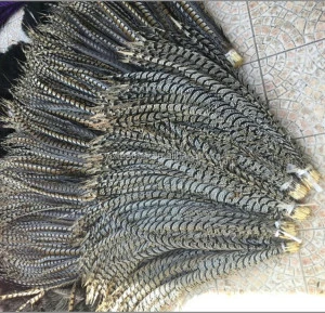 Factory direct wholesale 35-40 inch pheasant feathers Natural Pheasant Tail Feathers