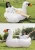 Import Factory price inflatable swan raft for adult water play equipment from China