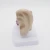 Import Factory supply ear plastic anatomic models for medical display from China