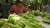 Import Farm Fresh Cavendish Banana For Export from Vietnam