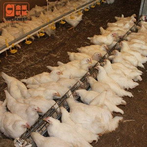 Female breeder and lay hens South African Chain Feeding System/breeder chicken chain trough feeder
